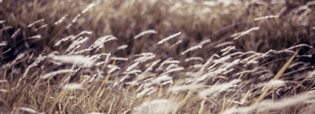 «Der Gedanke» – eine Geschichte von Annelie Sanz-Velasco