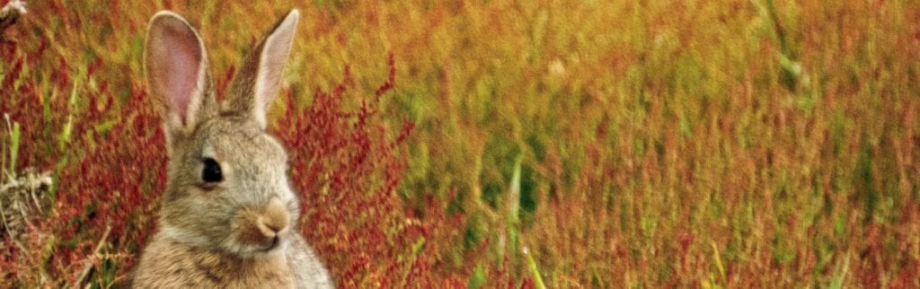 «Wie die Tiere zu ihren Farben kamen» – eine Geschichte von Luana Hartmann