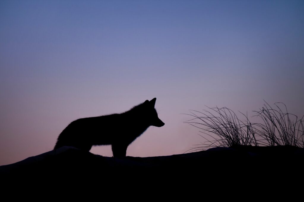 Spotted: «Im Schatten des Fuchsmondes»
