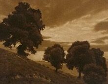 «Fünf Linden» – eine Geschichte von Lena Tschannen
