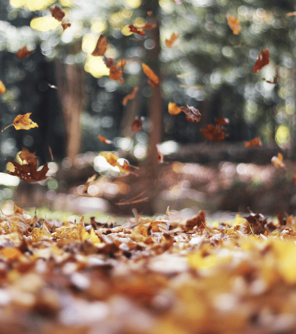 «Nur im Herbst» – Eine Geschichte von Norina Lauener