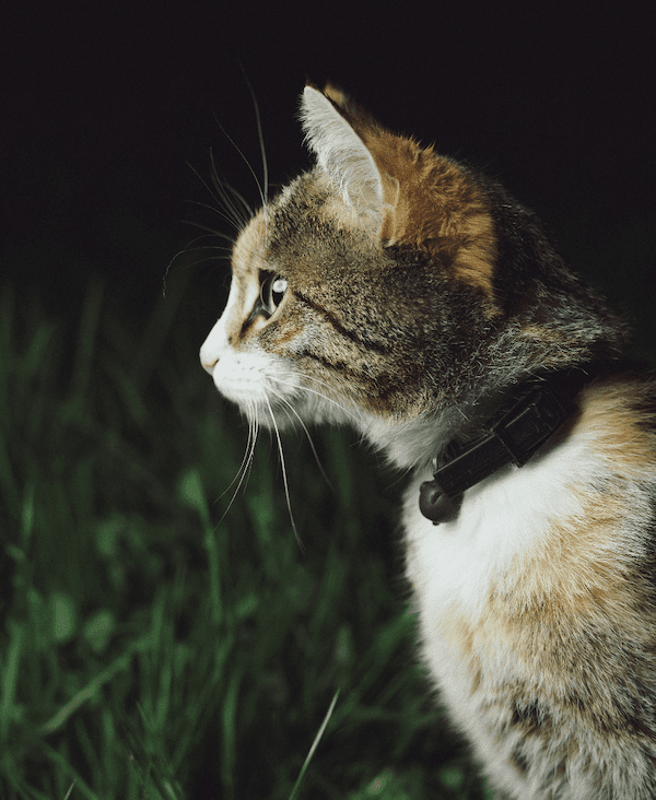 «Die entlaufene Katze» – Eine Geschichte von Selina Fuhrer
