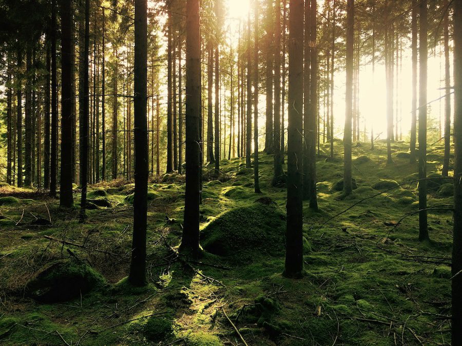 «Das Flüstern der Blätter» – Eine Geschichte von Jamie Szabo