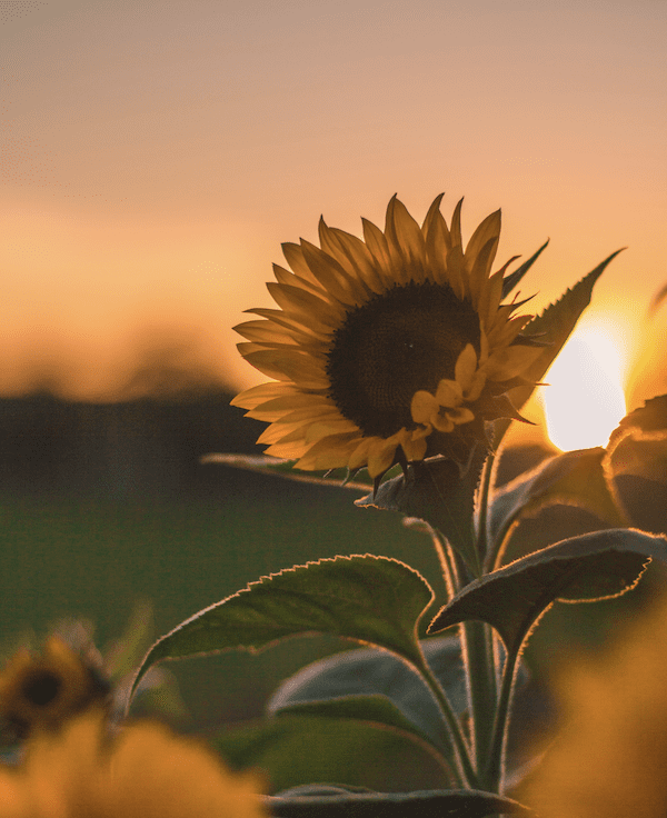«Sunflower» – Eine Geschichte von Lea Hählen