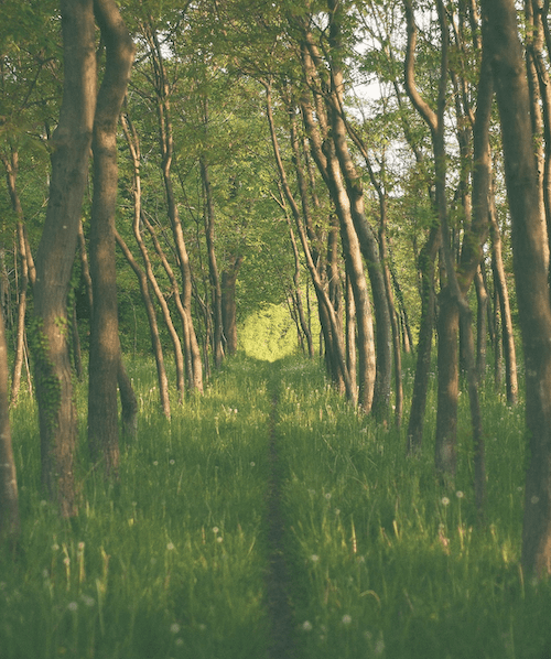 «Im Wald» – Eine Geschichte von Kiana Imfeld