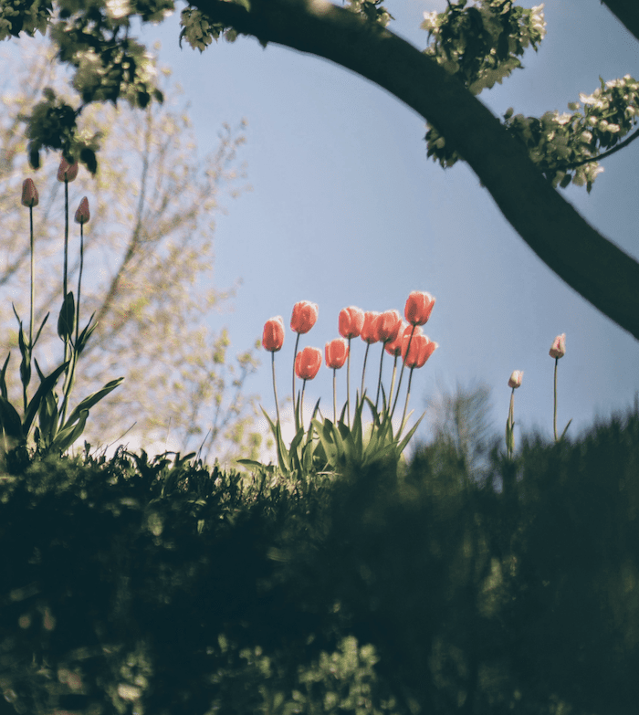 «Sonnenuntergangsfarbene Tulpen» – Eine Geschichte von Aurelia Panchieri